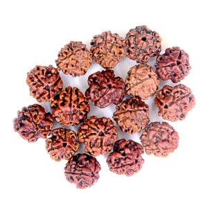 3 Mukhi Rudraksha