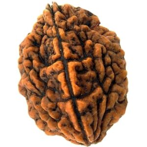 2 Mukhi Rudraksha
